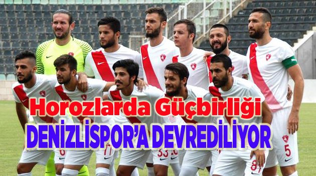 Horozlarda Güçbirliği