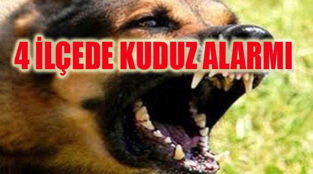 İLÇELERDE KUŞ UÇURTULMUYOR
