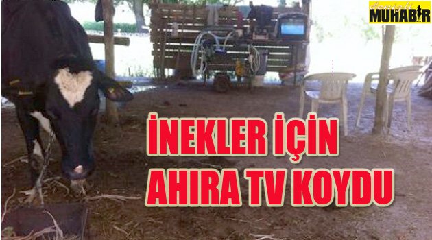 İNEKLERİN STRESİNİ tv İLE ALIYOR