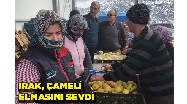 IRAK'A  ÇAMELİ ELMASI İHRACATI BAŞLADI