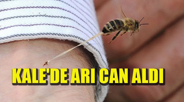 KALE'DE ARI CAN ALDI