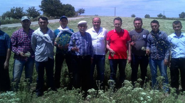 KEKİK ÜRETİCİSİ ZOR DURUMDA
