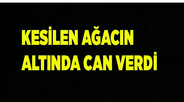 KESİLEN AĞACIN ALTINDA CAN VERDİ