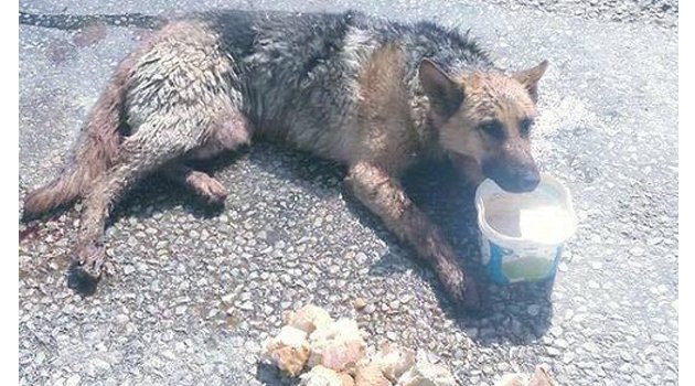 KÖPEĞİ VURUP KAÇTILAR!!