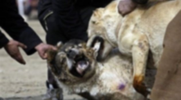 KÖPEK DÖVÜŞÜNE 15 BİN LİRA CEZA