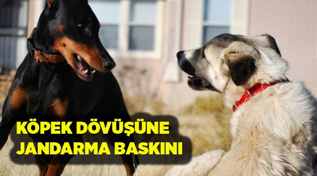 KÖPEK DÖVÜŞÜNE JANDARMA BASKINI