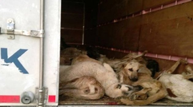 Köpekler için kamyon şoförüne 69 bin lira ceza