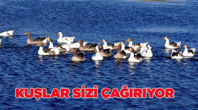 “Kuşlar Sizi Çağırıyor”