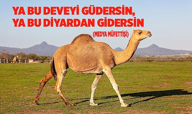 YA BU DEVEYİ GÜDERSİN, YA BU DİYARDAN GİDERSİN (MEDYA MÜFETTİŞİ)