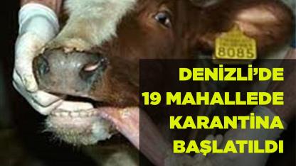 19 mahallede şap karantinası başlatıldı