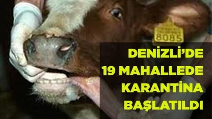 19 mahallede şap karantinası başlatıldı
