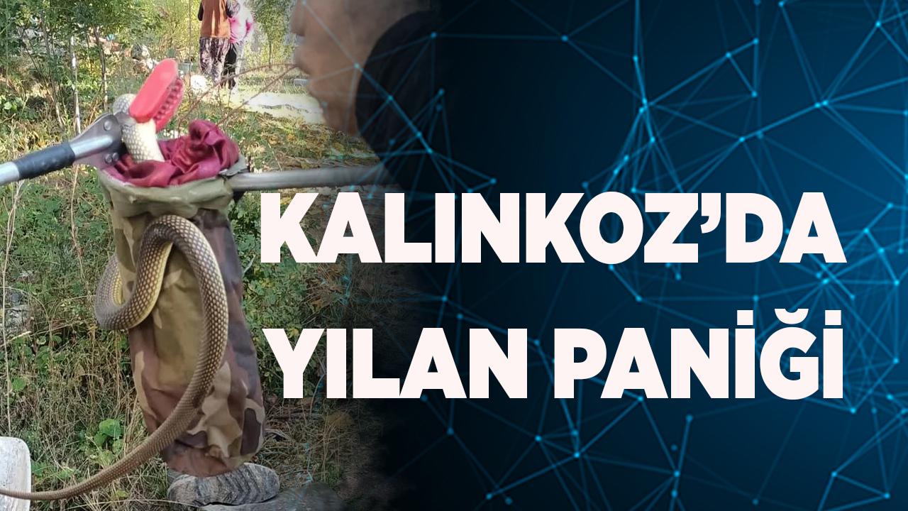 Çameli-Kalınkoz’da yılan paniği