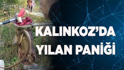 Çameli-Kalınkoz’da yılan paniği