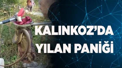 Çameli-Kalınkoz’da yılan paniği