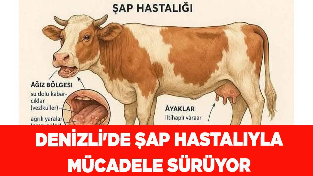 Denizli&#039;de şap hastalıyla mücadele sürüyor