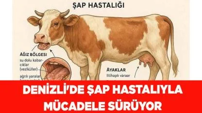 Denizli'de şap hastalıyla mücadele sürüyor