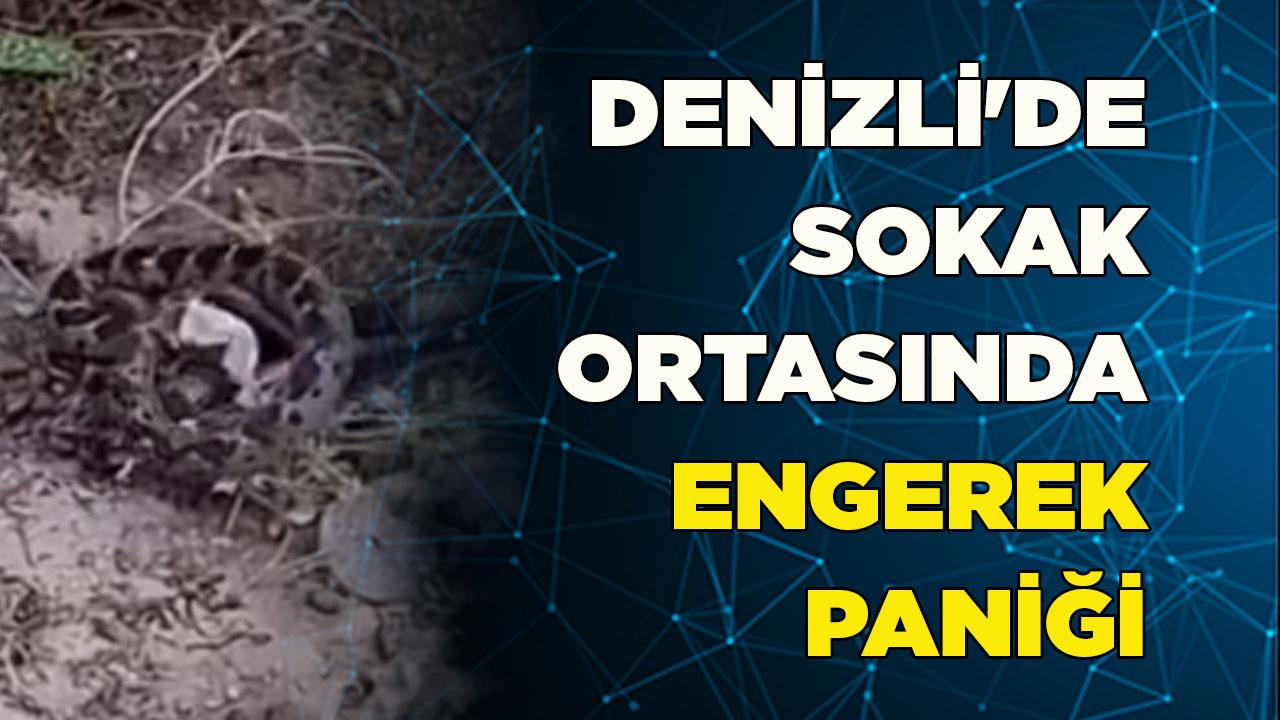 Denizli'de sokak ortasında engerek paniği