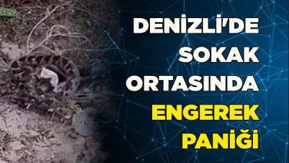 Denizli'de sokak ortasında engerek paniği