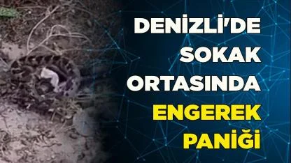 Denizli'de sokak ortasında engerek paniği