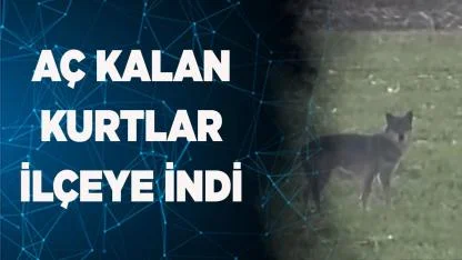 Aç kalan Kurtlar ilçeye indi