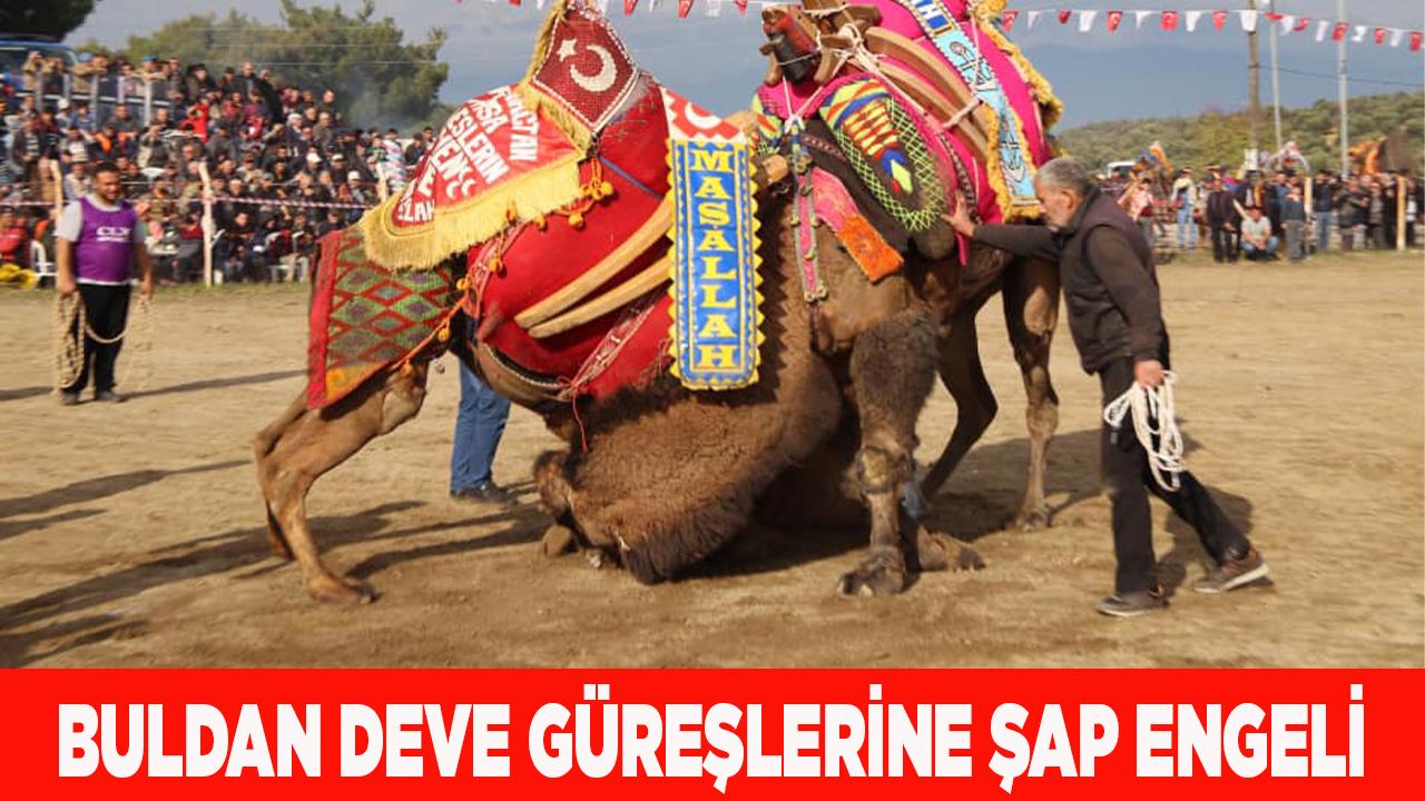 Buldan deve güreşlerine şap engeli