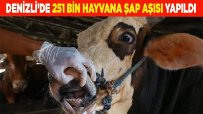 Denizli’de 251 bin hayvan şap hastalığına karşı aşılandı