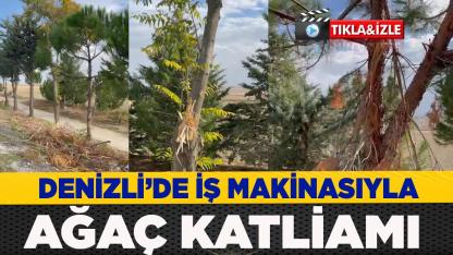 Denizli’de ağaç katliamı