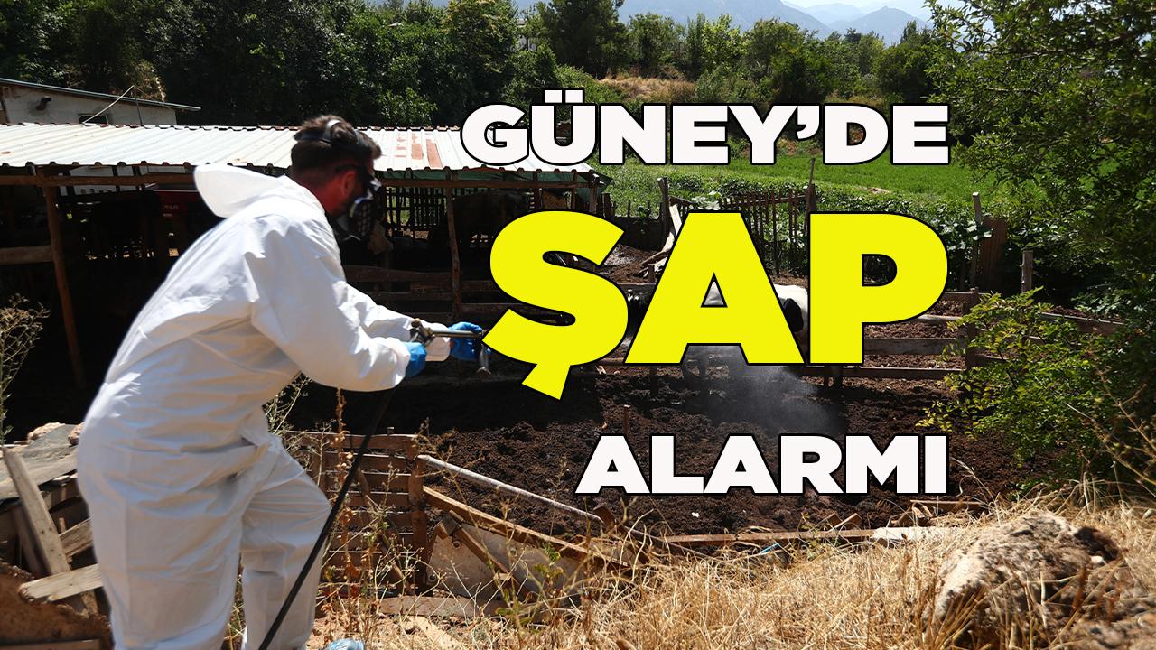 Güney ilçesinde şap alarmı
