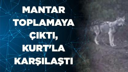 Mantar toplamaya çıktı, Kurt'la karşılaştı