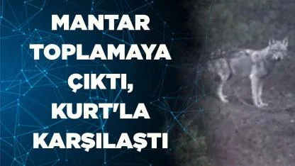 Mantar toplamaya çıktı, Kurt'la karşılaştı