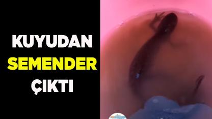 Kuyudan semender çıktı