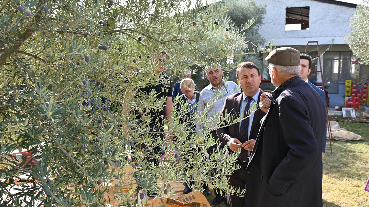 Tavas’ta Zeytin Seferberliği