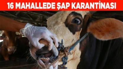 ÇAMELİ'DE 16 MAHALLE KARANTİNADA