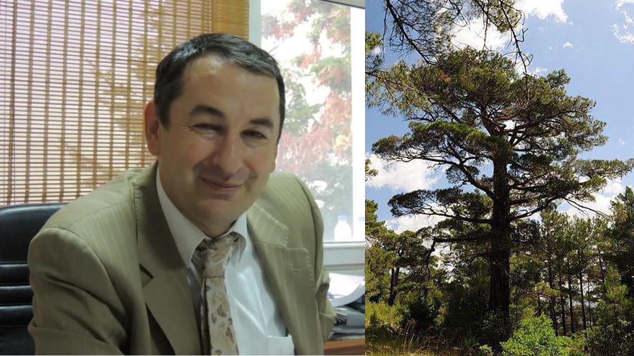 CANTÜRK, TÜRKİYE’NİN SİGORTASI: KIZILÇAM ORMANLARI