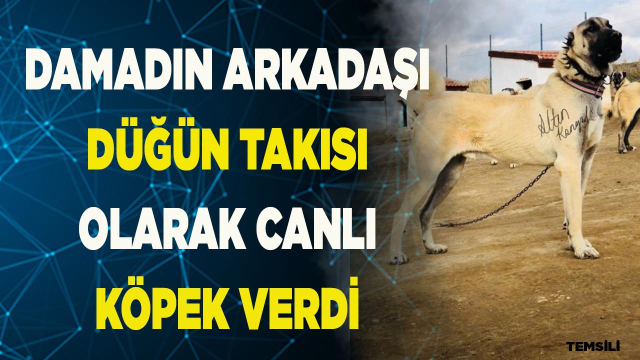 Damadın arkadaşı düğün hediyesi olarak canlı köpek verdi