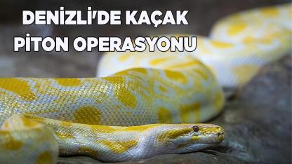 Denizli'de Kaçak Piton Operasyonu