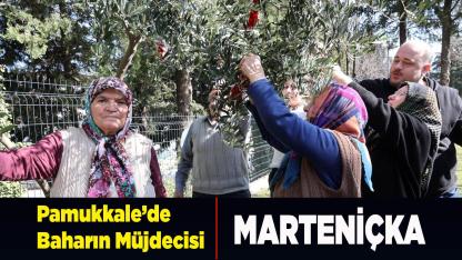 Pamukkale’de Baharın Müjdecisi Marteniçka