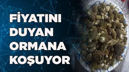 Buldan Ormanlarında Kuzugöbeği Şöleni