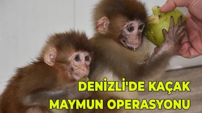 Denizli'de Kaçak Maymun Operasyonu