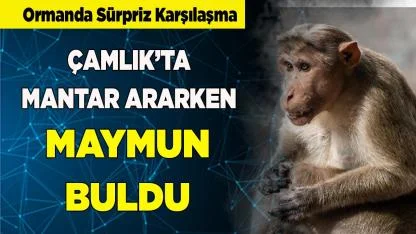 Denizli'de Mantar aramaya çıktı, maymun buldu