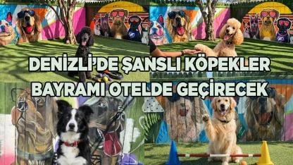 Denizli’de Şanslı Köpekler Bayramı Otelde Geçirecek