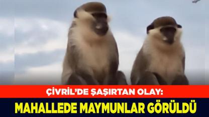 Çivril’de Mahallede maymunlar görüldü