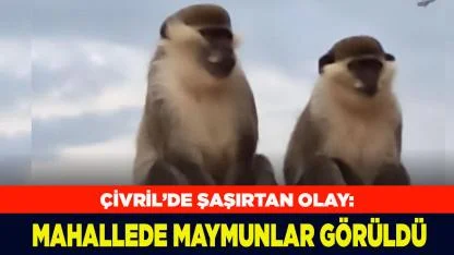 Çivril’de Mahallede maymunlar görüldü