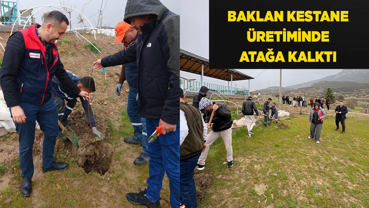 Baklan Kestane Üretiminde Atağa Kalktı