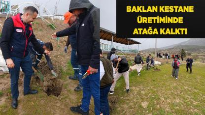 Baklan Kestane Üretiminde Atağa Kalktı