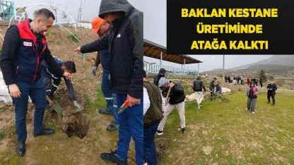 Baklan Kestane Üretiminde Atağa Kalktı