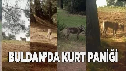 Buldan’da Kurt Paniği