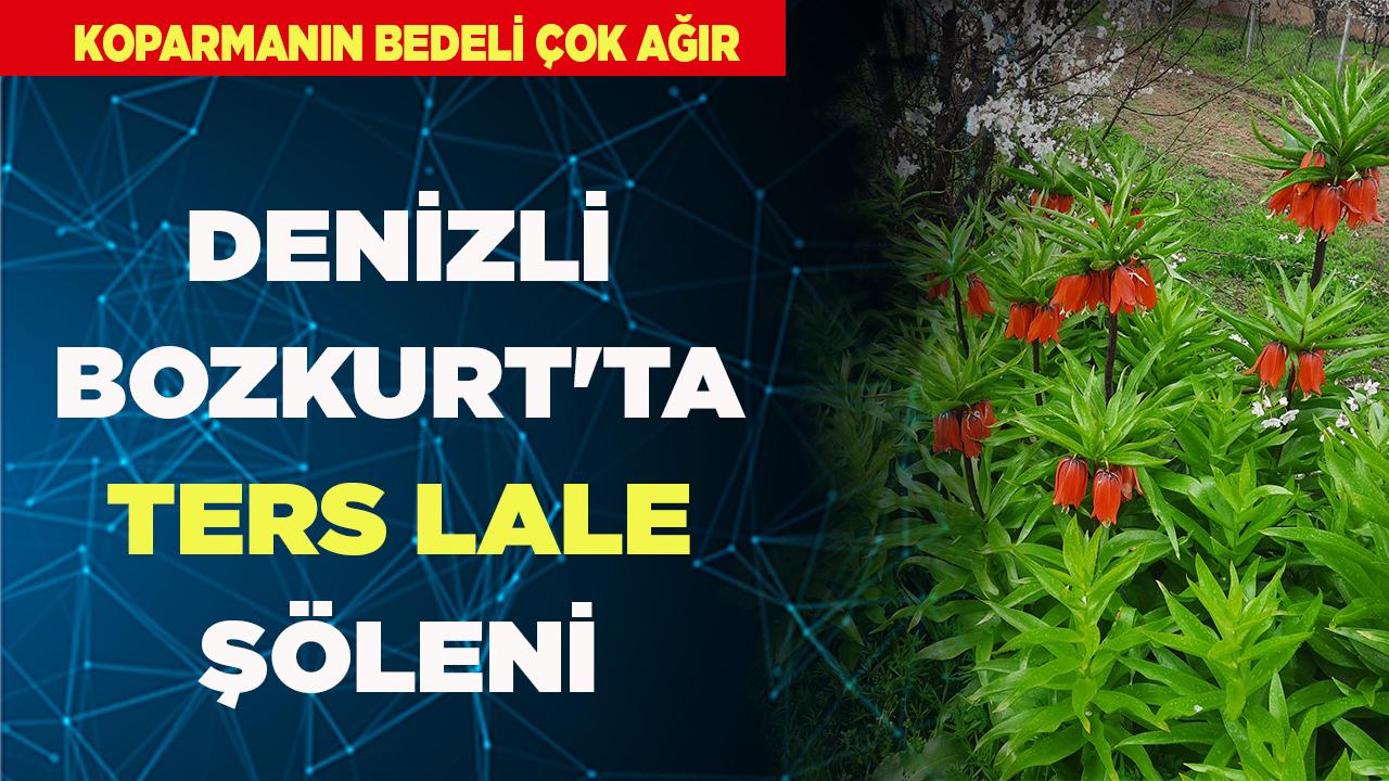 Denizli Bozkurt'ta Ters Lale Şöleni