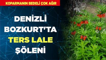 Denizli Bozkurt'ta Ters Lale Şöleni