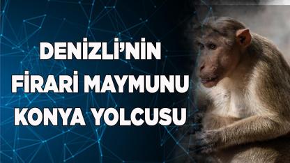 Denizli Çamlık Firari Maymun Hikayesi